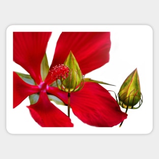 Hibiscus Sticker